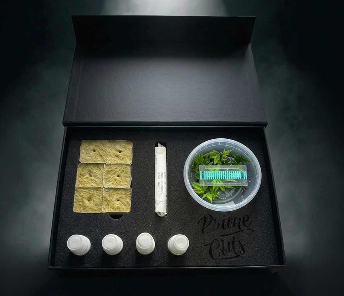 Redeye Genetik-Box mit sterilen In-vitro-Explants
